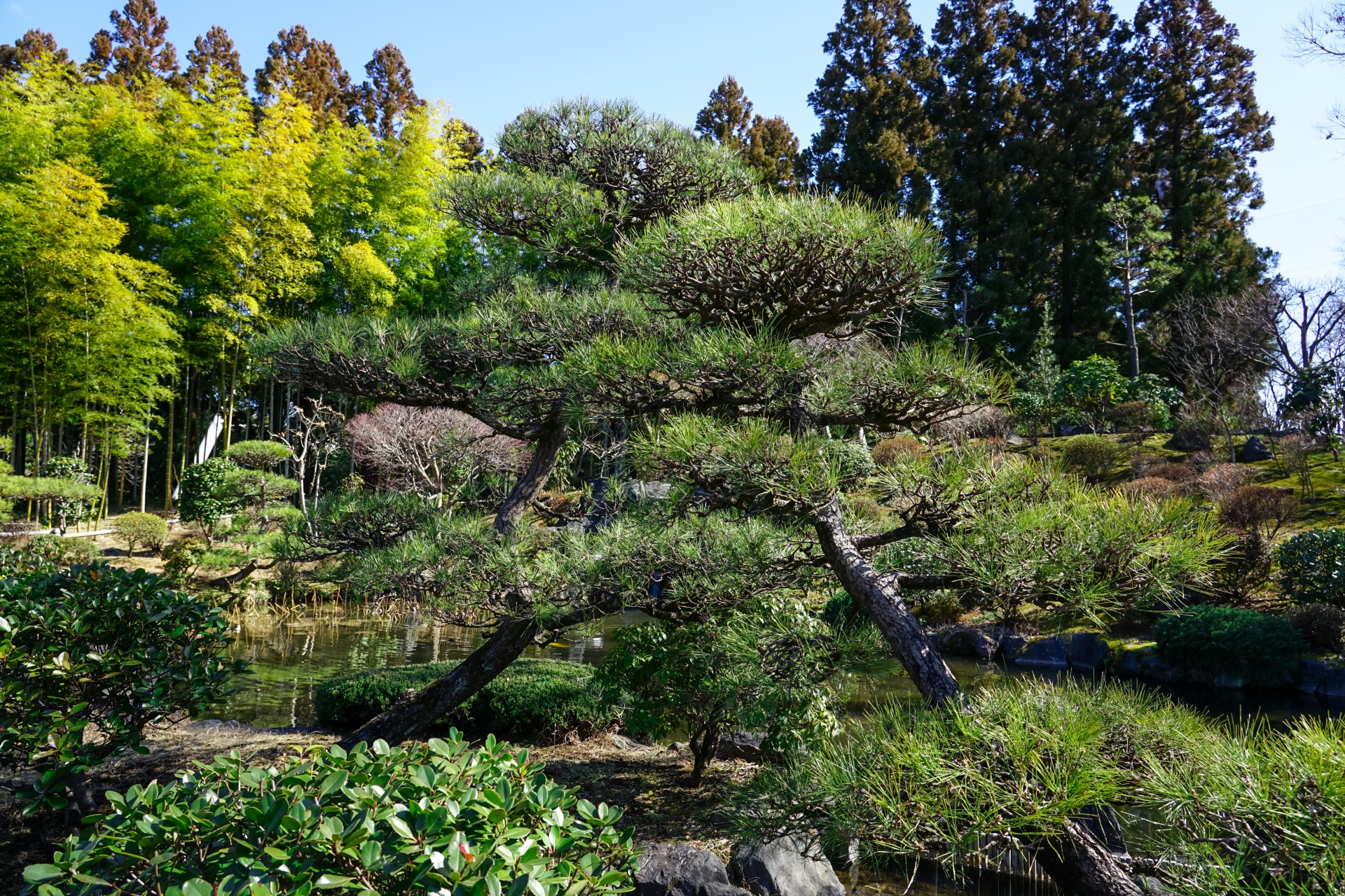 松の木が真ん中に映っている庭園の写真