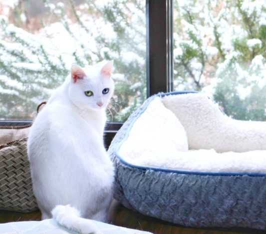 雪の庭｜庭×猫…ときどき犬フォトコンテスト