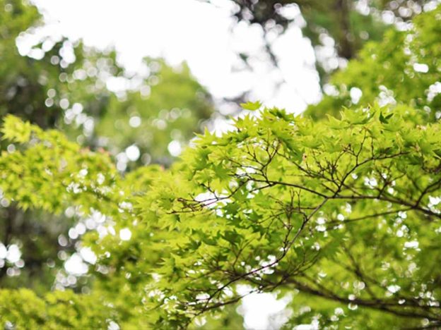 カツラ 桂 の木の育て方や特徴を徹底分析 お庭の窓口