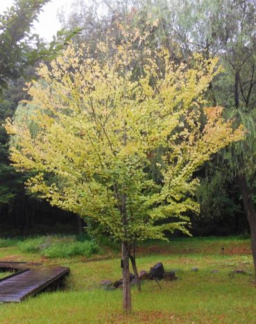カツラ 桂 の木の育て方や特徴を徹底分析 お庭の窓口