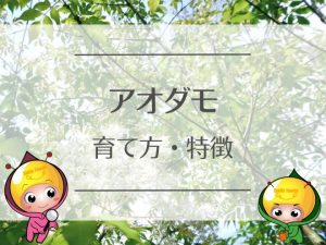 アオダモの育て方・特徴