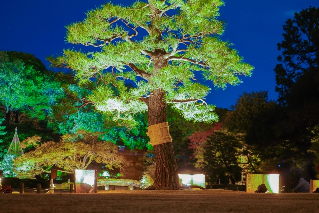シンボルツリーのオススメのライトアップ方法 樹木に合わせたライトアップ方法とは お庭の窓口