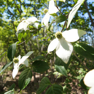 ヤマボウシ花