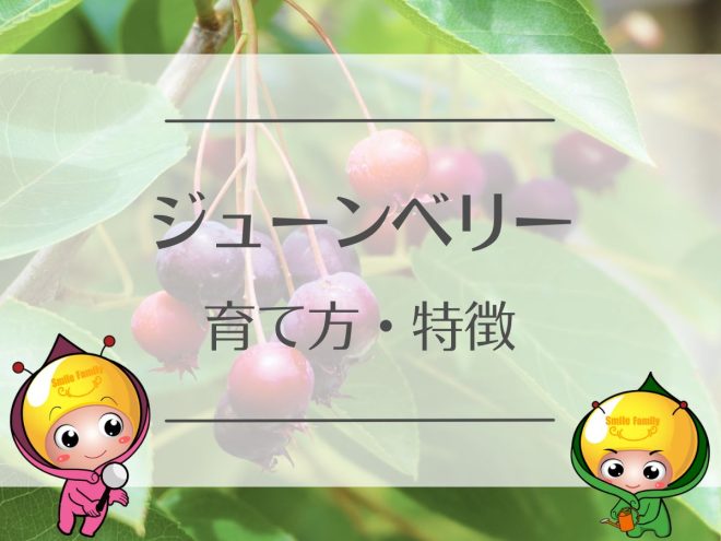 ジューンベリーの育て方・特徴