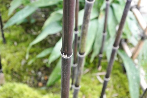黒竹（クロチク）の育て方や特徴を徹底分析 | お庭の窓口