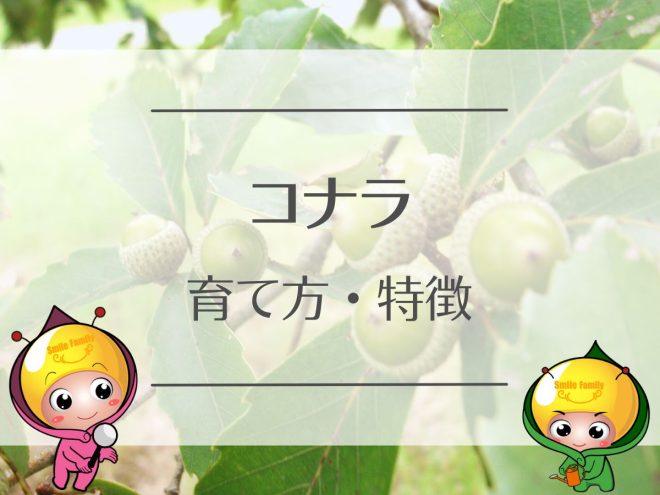 コナラの育て方・特徴