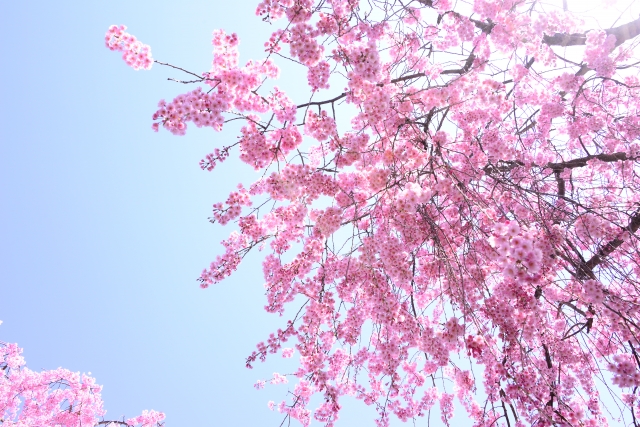 枝垂れ桜 シダレザクラ の育て方や特徴を徹底分析 お庭の窓口