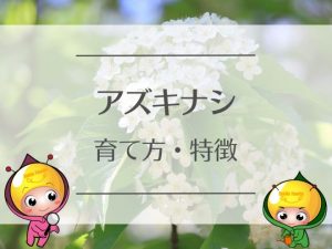 アズキナシの育て方・特徴