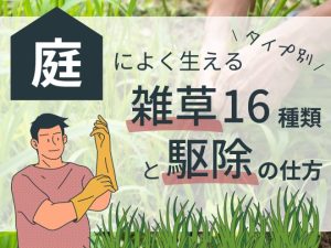 タイプ別　庭によく生える雑草16種類と駆除の仕方