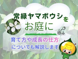 常緑ヤマボウシをお庭に。育て方や成長の仕方についても解説します