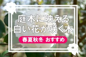 庭木に映える白い花が咲く木春夏秋冬おすすめ