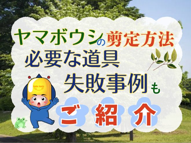 ヤマボウシの剪定方法、時期、必要な道具、失敗事例もご紹介