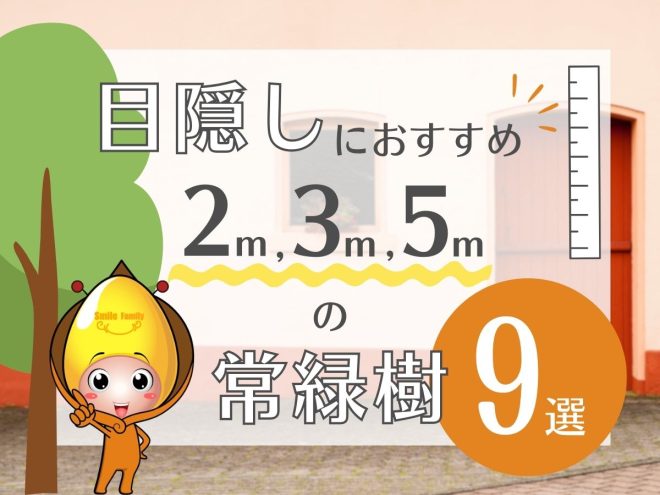 目隠しにおすすめ！2m・3m・5mの常緑樹9選