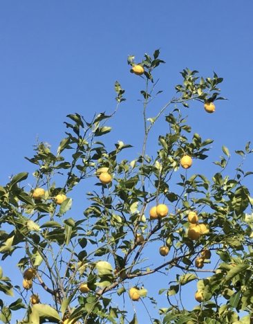レモンの木の育て方や特徴を徹底分析 お庭の窓口