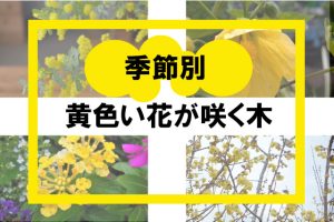 季節別黄色い花が咲く木