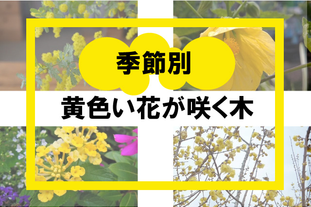 黄色の花が咲く木