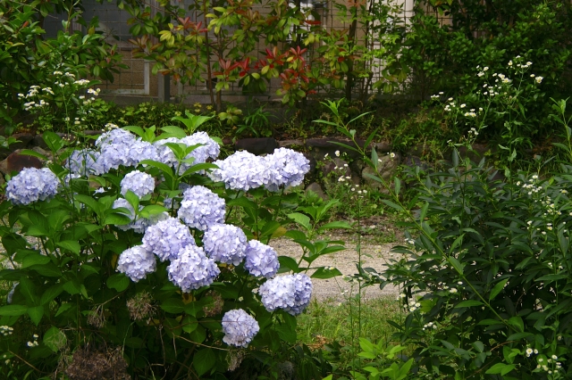 シンボルツリーにおすすめの下草とは 植え方から組み合わせまで徹底解説 お庭の窓口