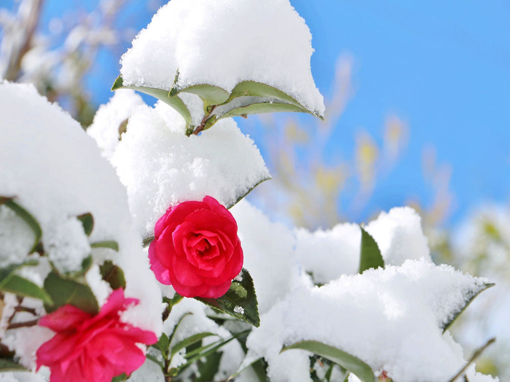 サザンカ（山茶花）と雪の写真