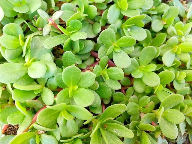 グランドカバーで彩るおしゃれな庭作り お庭の窓口