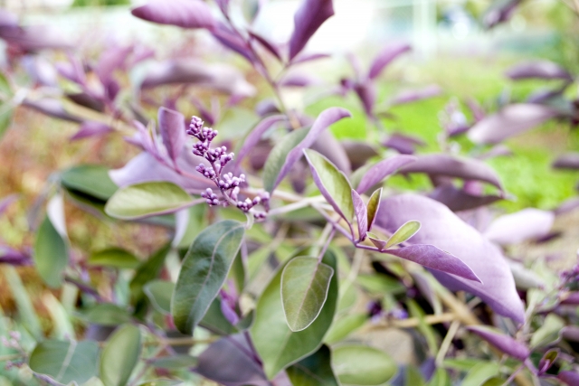 プルプレアの写真。葉の表が緑色裏が紫色