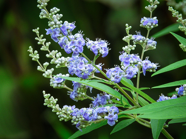 セイヨウニンジンボク青紫色の花