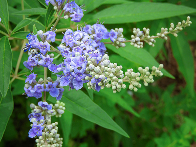 セイヨウニンジンボク青紫の花と緑の葉