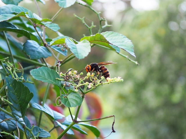 蜂と植物の写真
