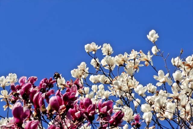 白花のハクモクレンと紫色の花を咲かせるシモクレンの写真