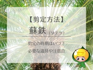 【剪定方法】蘇鉄（ソテツ）剪定の時期はいつ？必要な道具や注意点