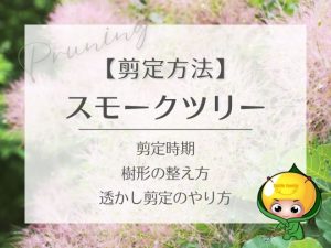 スモークツリーの剪定方法（剪定時期・樹形の整え方・透かし剪定のやり方）