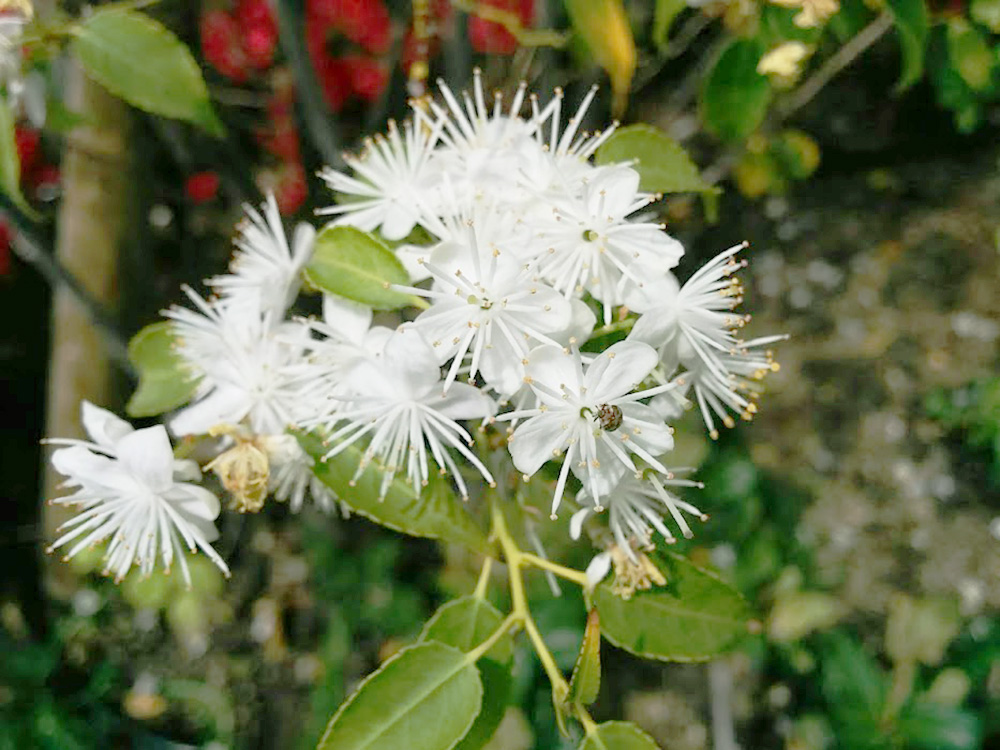 ハイノキ（灰の木）の白い花