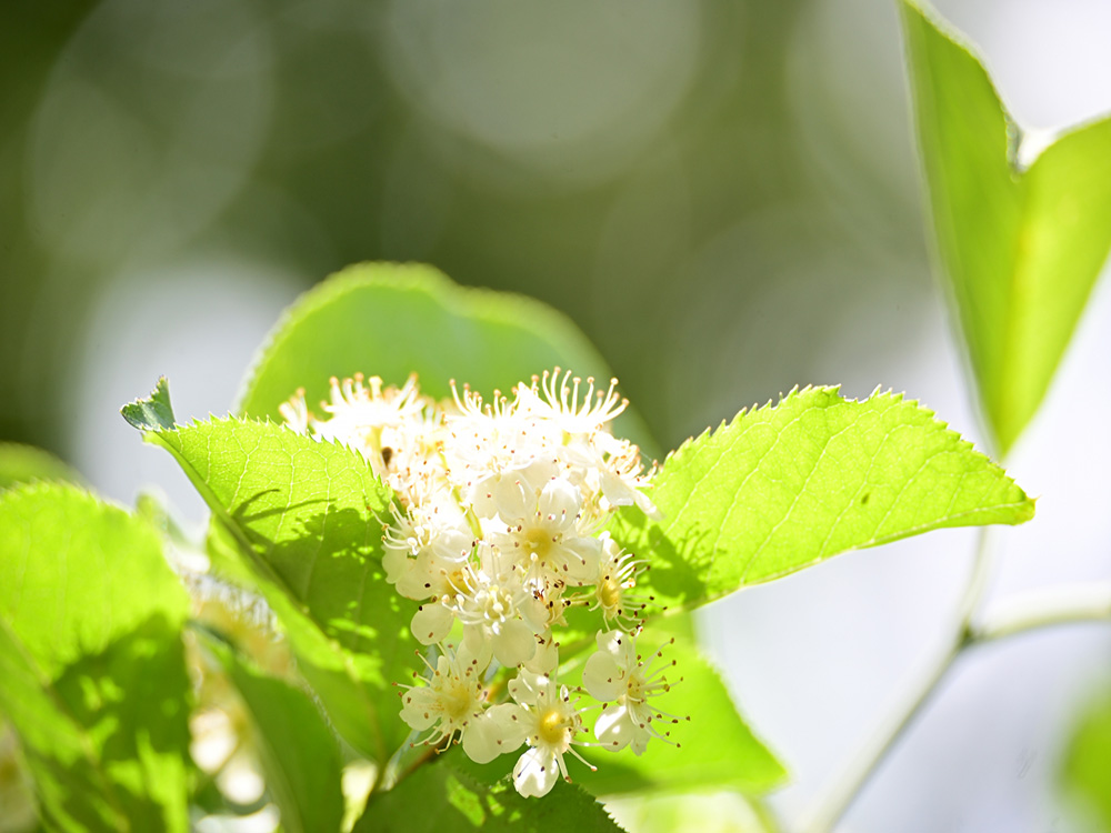 ナナカマドの白い花と緑の葉