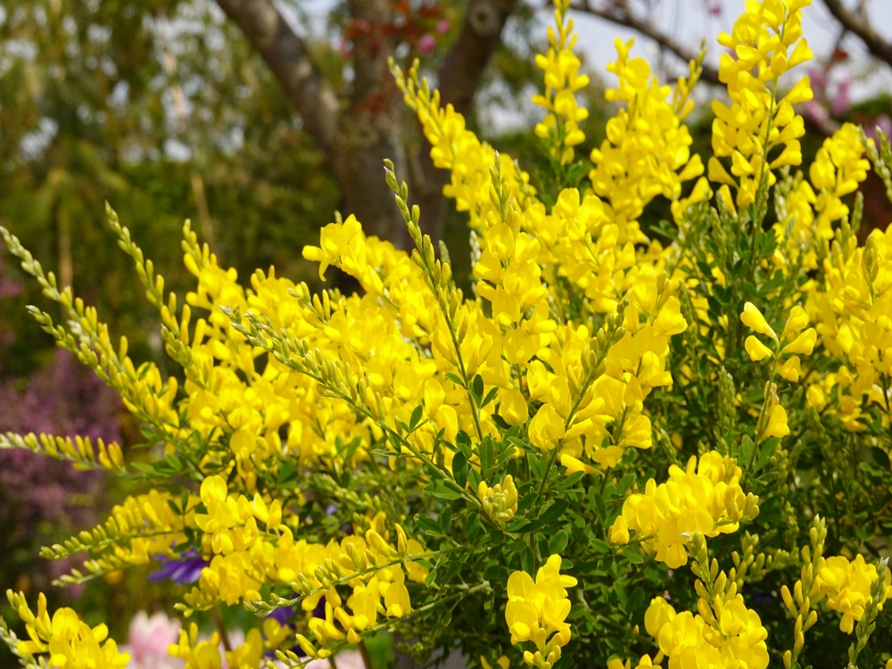 黄色い花が咲くエニシダ