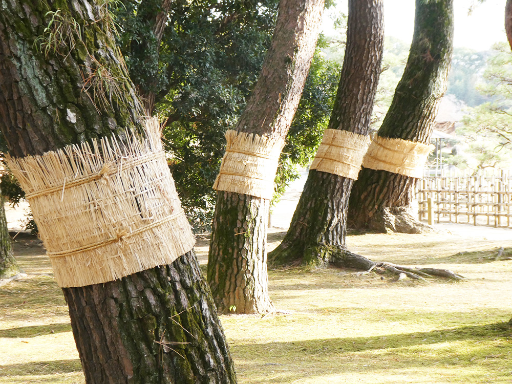 松の木の菰巻きの写真