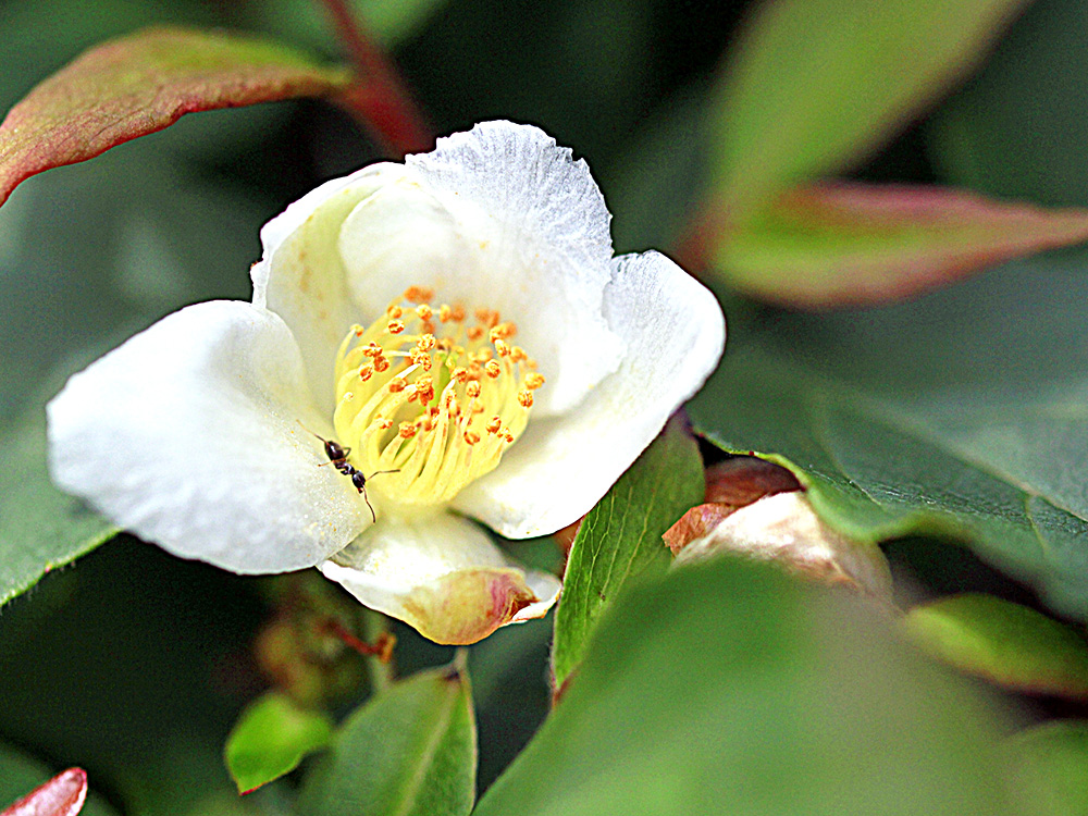 ヒメシャラの白い花と1匹の蟻