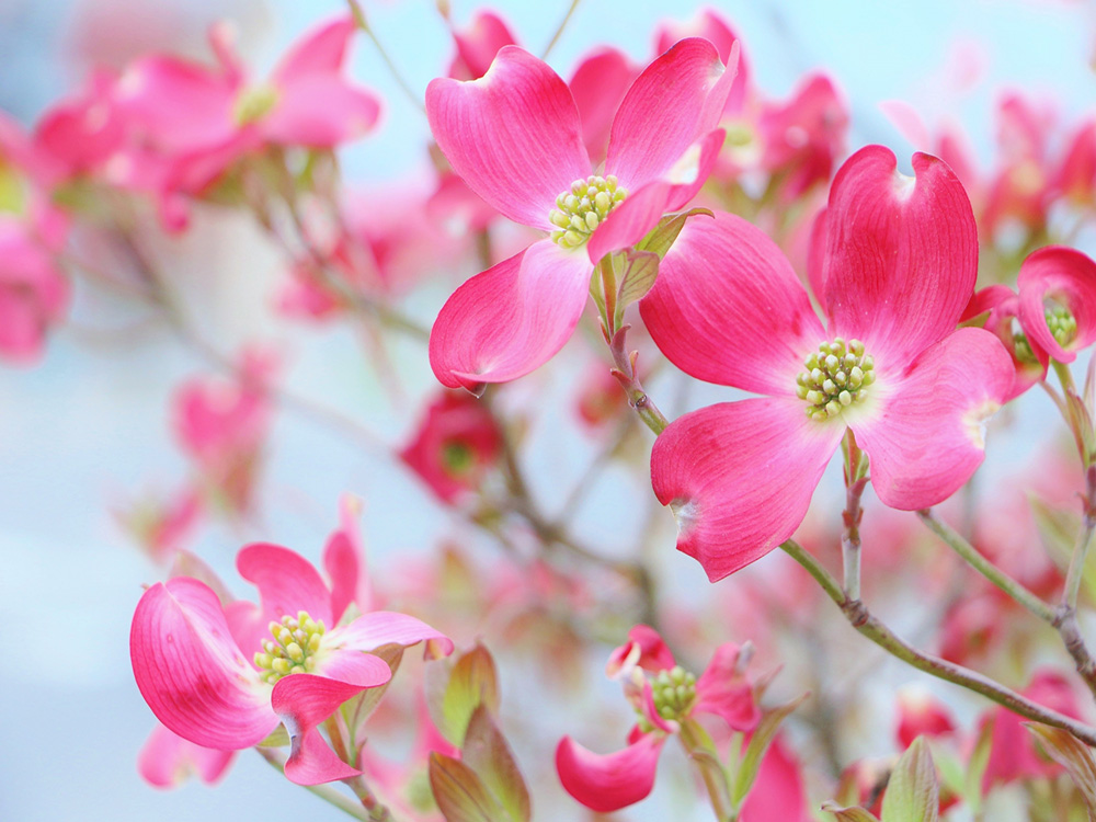 ハナミズキのピンク色の花