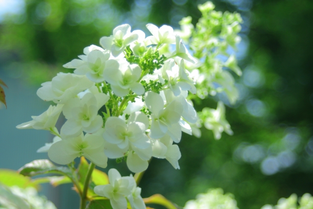 カシワバアジサイ 柏葉紫陽花 の育て方や特徴 お庭の窓口