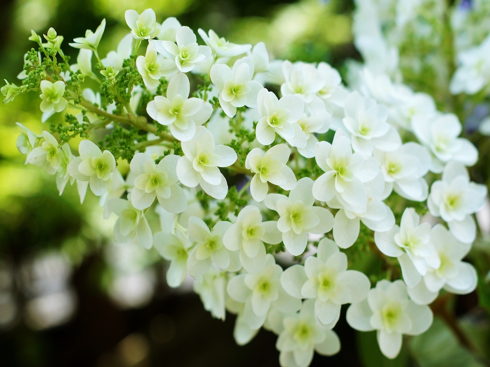 カシワバアジサイの白い花