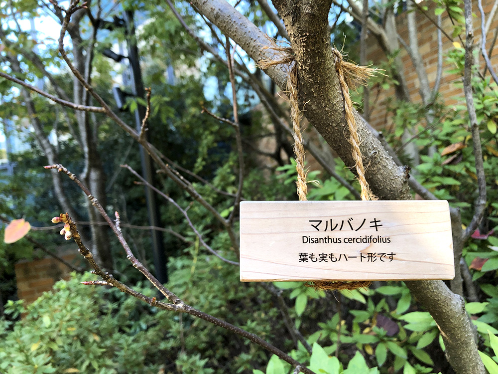 マルバノキ(丸葉の木)
