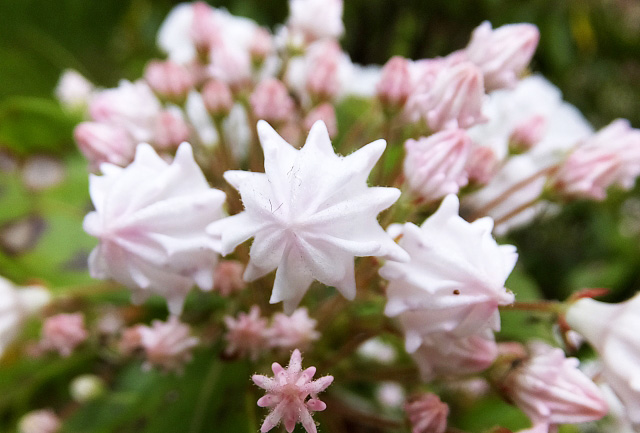 小さなパラソルのように見えるカルミアの薄ピンクの花