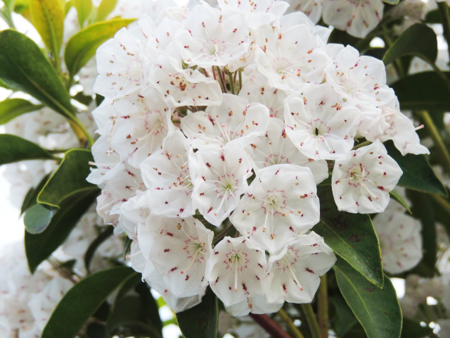白いカルミアの花