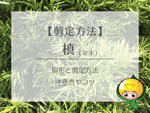槙（マキ）の樹形と剪定方法、注意点やコツ