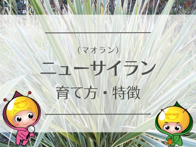 ニューサイラン（マオラン）の育て方・特徴