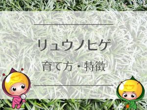 リュウノヒゲ（育て方・特徴）