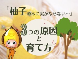 柚子の木に実がならない3つの原因と育て方