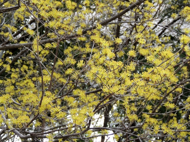 黄色い花を咲かせるサンシュユの木