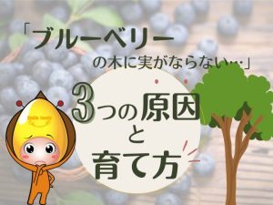 「ブルーベリーの木に実がならない」3つの原因と育て方