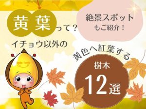 黄葉って？イチョウ以外の黄色へ紅葉する樹木12選・絶景スポットご紹介