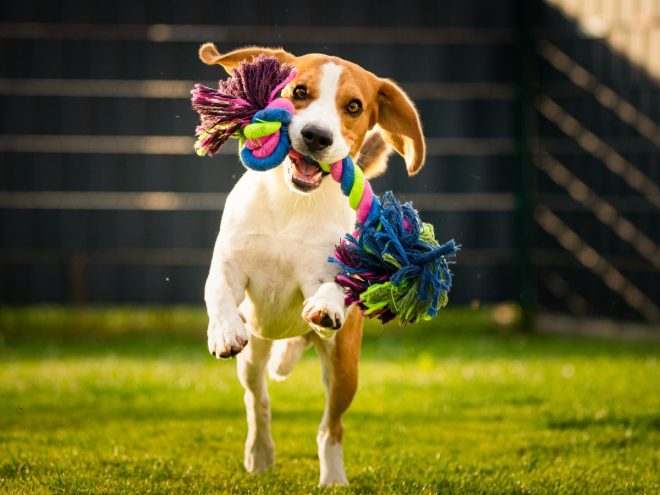 おもちゃをくわえて走る犬