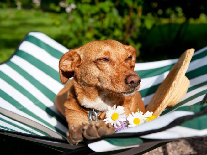 日向ぼっこをする犬